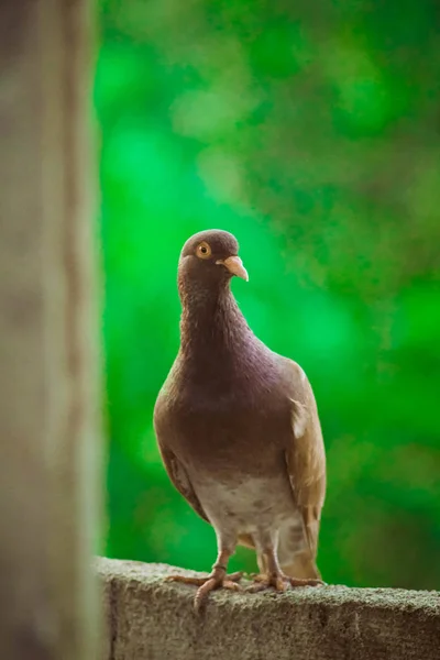 Närbild av en brun duva i parken — Stockfoto