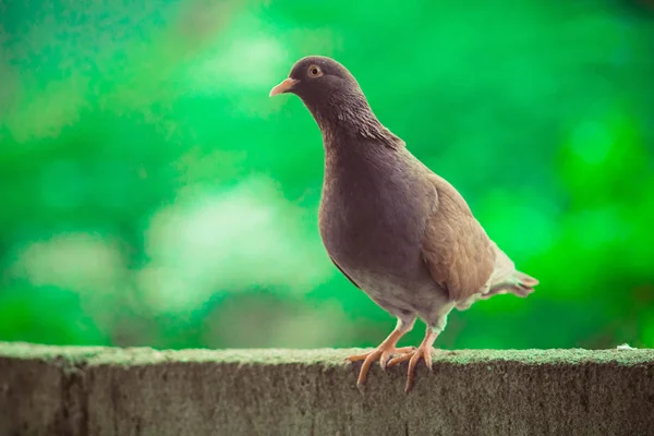 Güzel hız yarış kahverengi güvercin kuş baş çekim yakın — Stok fotoğraf