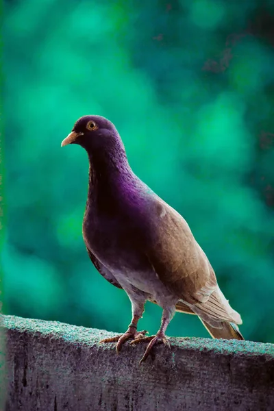 Pombo-correio, pombo-correio ou pombo-correio doméstico. close-up fazendo uma pausa de seu voo longo — Fotografia de Stock