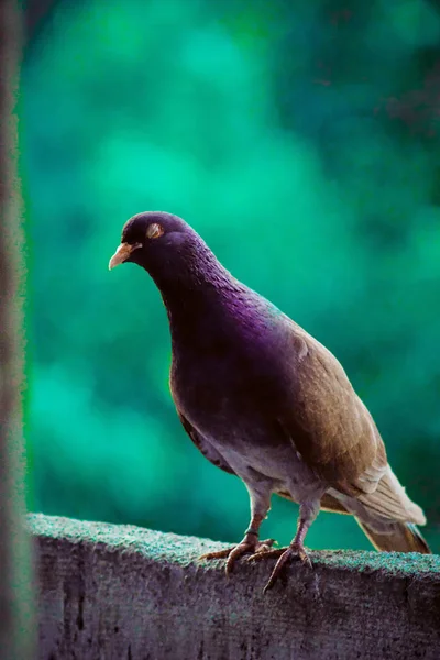 Zmęczony gołąb gołębi, gołębi pocztowych lub krajowego gołębia Messenger. jedno zamknięcie oka zbliżenie w lecie w Indonezji — Zdjęcie stockowe