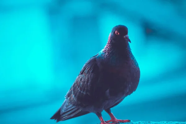 Homing pigeon, racing pigeon or domestic messenger pigeon. closeup taking a break from its long flight — Stock Photo, Image