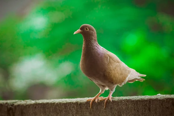 Närbild huvud skott av vackra SPEED racing Brown Pigeon Bird — Stockfoto