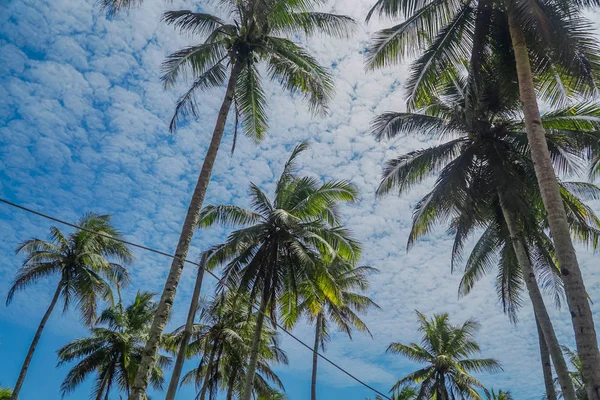 Kokospalmen op blauwe hemel en witte wolken — Stockfoto