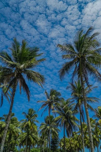 Árboles de coco fondo natural. cielo azul y plantas tropicales —  Fotos de Stock
