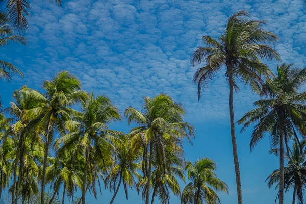 Kokospalmen op blauwe hemel en witte wolken — Stockfoto