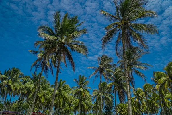 Kokospalmer på blå himmel och vita moln — Stockfoto