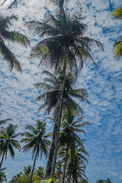 Δέντρα καρύδας φυσικό υπόβαθρο. μπλε ουρανό και τροπικά φυτά — Φωτογραφία Αρχείου
