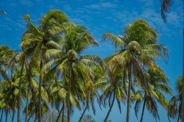 Kokosnoot Palmboom met blauwe lucht, prachtige tropische achtergrond. — Stockfoto