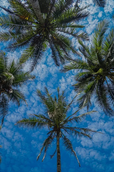 Kokosové palmy s modrou oblohou, krásné tropické pozadí. — Stock fotografie
