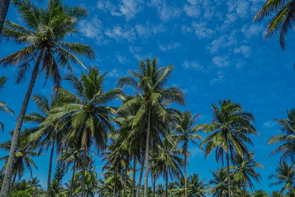 Coconut palm tree op hemelachtergrond — Stockfoto