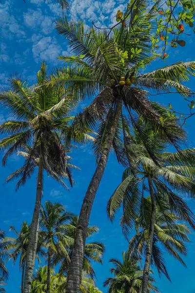 Kokospalmen tegen de blauwe hemel — Stockfoto