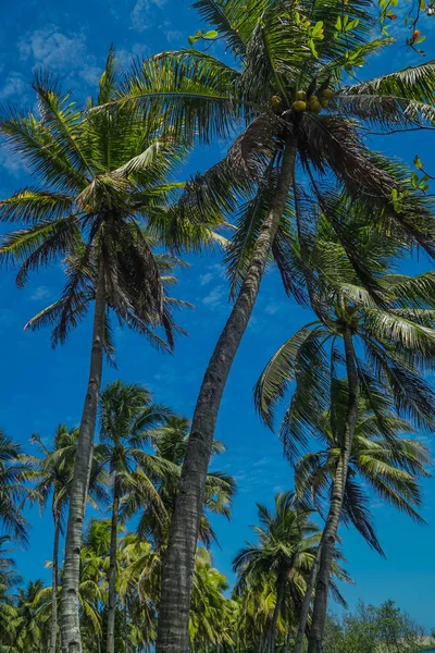 Kokospalmen tegen de blauwe hemel — Stockfoto