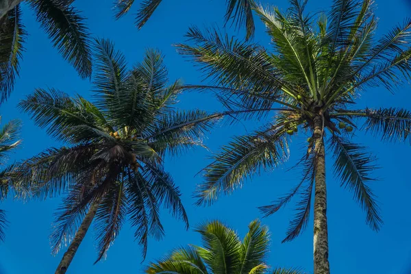 Coconut Trees Looking Up on Sunny Day with Blue Sky