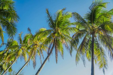 Hindistan cevizi ağacı yukarı bakıyor. Mavi gökyüzüne ve bulutlara karşı üst.