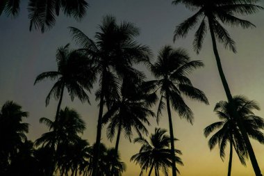 Hindistan cevizi palmiye ağaçları renkli günbatımı karşı