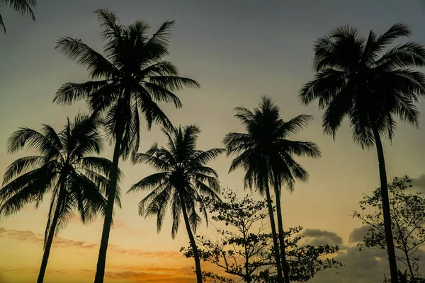 Kokosové palmy proti barevný západ slunce — Stock fotografie