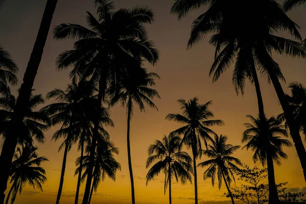 Kokospalmen silhouet bij zonsondergang — Stockfoto