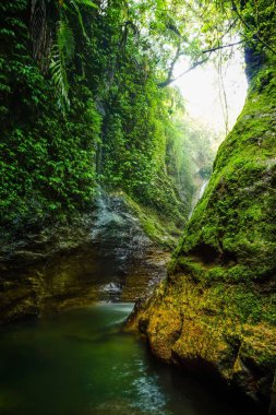 Tropikal ormanda saklı bir şelale. Bogor, Batı Java, Endonezya