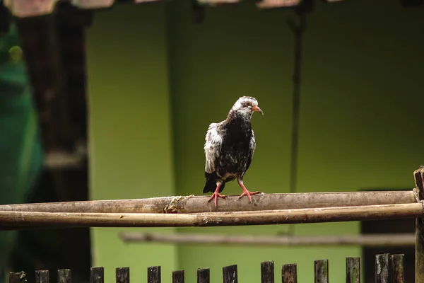 Pombo-correio, pombo de corrida ou pombo-mensageiro doméstico sentado em bambu — Fotografia de Stock