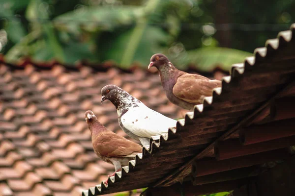 Pombo-correio, pombo de corrida ou pombo-mensageiro doméstico sentado no telhado da aldeia velha . — Fotografia de Stock