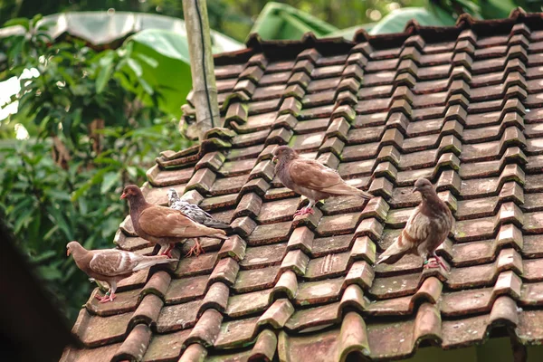 Pombo-correio, pombo de corrida ou pombo-mensageiro doméstico sentado no telhado da aldeia velha . — Fotografia de Stock