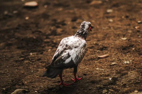 Tatlı beyaz ve kahverengi güvercin yerde yürüyor. — Stok fotoğraf
