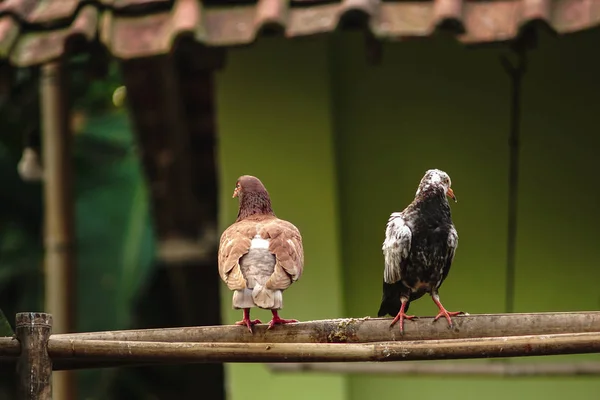 Posta güvercini, yarış güvercini ya da bambu üzerinde oturan posta güvercini. — Stok fotoğraf