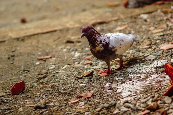 Tatlı beyaz ve kahverengi güvercin yerde yürüyor. — Stok fotoğraf