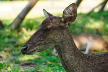 Geyikler bahçe bölgesinde uyuyor.