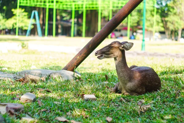 Veado dormindo no chão no jardim — Fotografia de Stock