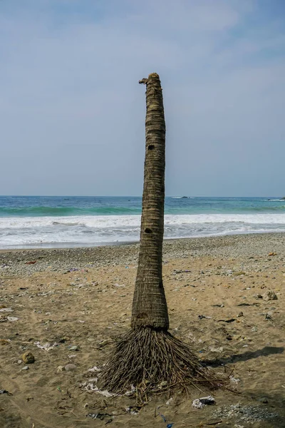 Palm trees alone at Watu Bale Beach, Kebumen, Central Java, Indonesia