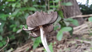 yağmurlu oturumda çöp vahşi mantar büyüme.