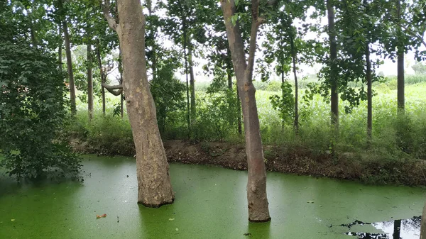 trees in water logging condition after rain.