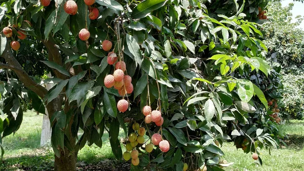 Orchard of litchi fruits picture.