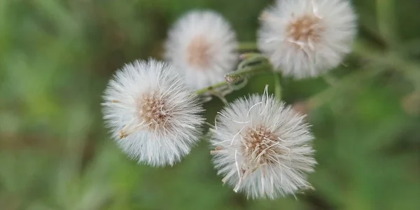 Common dandelion of white color in summer close up picture.