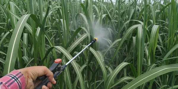 Sugarcane schimmelziekte. — Stockfoto