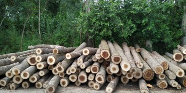 Ormanların tahrip edilmesi