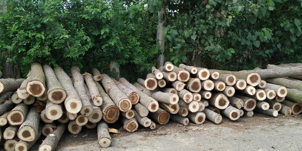 Deforestation on earth — Stock Photo, Image