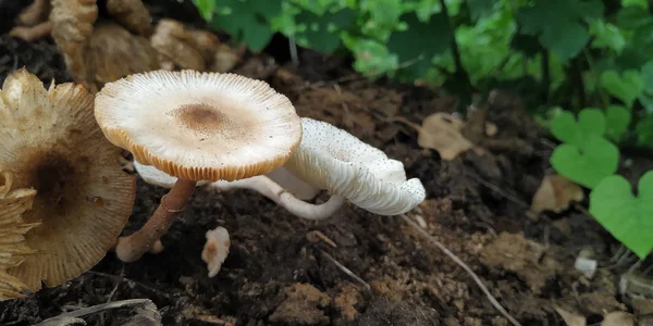 Wild mushrooms growth on manure.