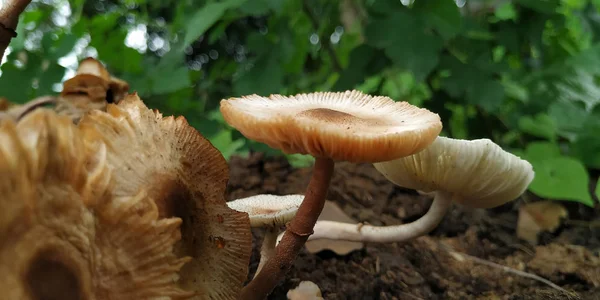 Wild mushrooms bunches growth on manure.