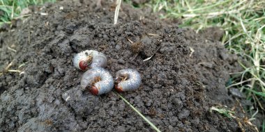 beyaz grub olgun larva sahne zarar bitkileri kökleri