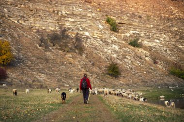 Bir çoban yeşil bir tarlada koyun sürüsüyle yürüyor.