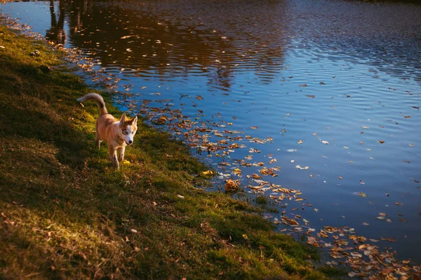 Perro de una raza increíble, paseos por la naturaleza — Foto de Stock