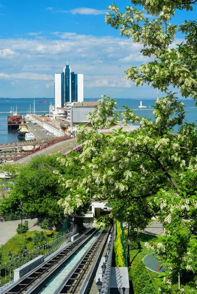 Odessa şehrinde çiçekli akasya