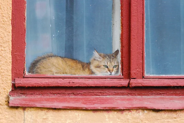 Kırmızı Kedi Kırmızı Pencere Üzerinde Üzgün — Stok fotoğraf