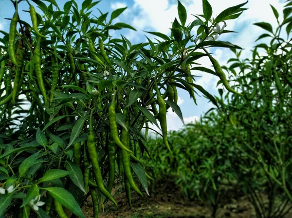 Ein Kleiner Plan Aus Chilischoten Mit Neuen Grünen Chilischoten Und Stockbild