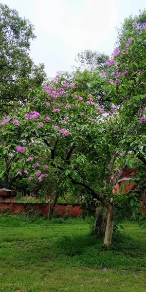 Lagerstroemia Speciosa Est Arbre Fleurs Séance Photo Dans Soirée Delhi — Photo