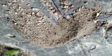 Karınca Tepesi. Onlar sosyal böcekler ve tepede yaşıyorlar. Kuzey Hindistan'da Photoshoot.