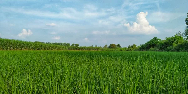 Rijst Gewas Onvolwassen Veld Tijdens Het Regenseizoen Fotoshoot Avond — Stockfoto