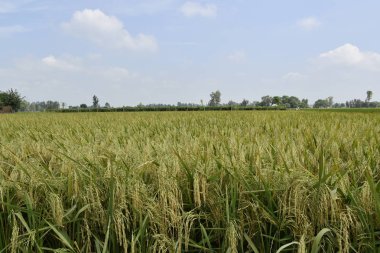 Olgunluk döneminde pirinç ekin tarlası. Fotoğraf Hasat birkaç gün önce Haryana, Hindistan'da alındı.